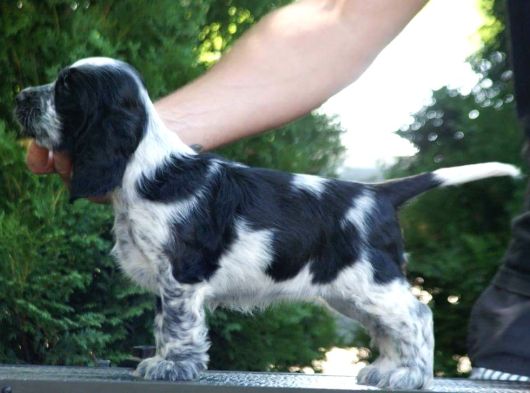 İngiliz Cocker Spaniel – Güzel Yavrular
