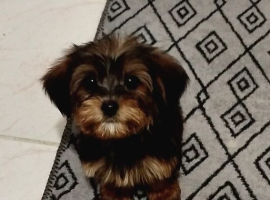 3 bucuk aylık yavru dişi