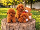 EFSANE GÜZELLİKTE MÜTHİŞ KALİTE TOY POODLE YAVRULAR