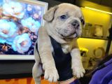 EGZOTİK FRENCH BULLDOG YAVRULARIM HARİKA RENKLER VE ANATOMİ