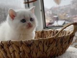 100% safkan yavru Süt Beyaz Mavi Göz British Shorthair