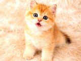 British Shorthair Harika Yavrular