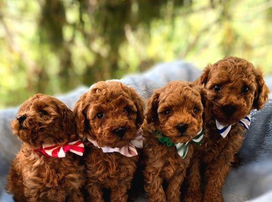 Minik toy poodle yeni yuvasını be
