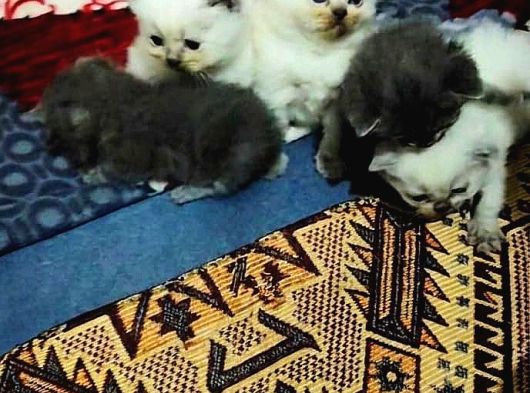 Sevimli yavru kediler