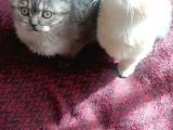 Britihs yavru kedi