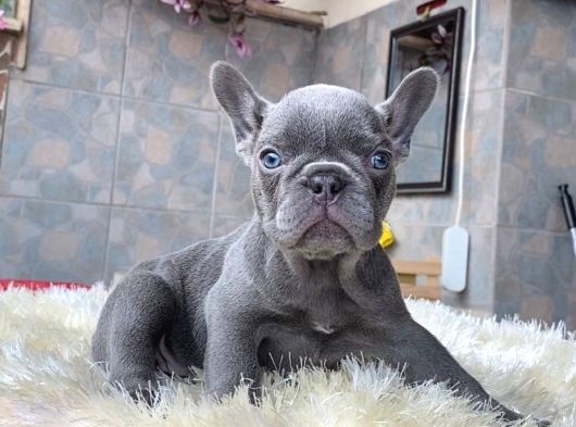 EGZOTİK BLUE FRENCH BULLDOG YAVRULARIM REZERVEYE AÇIK