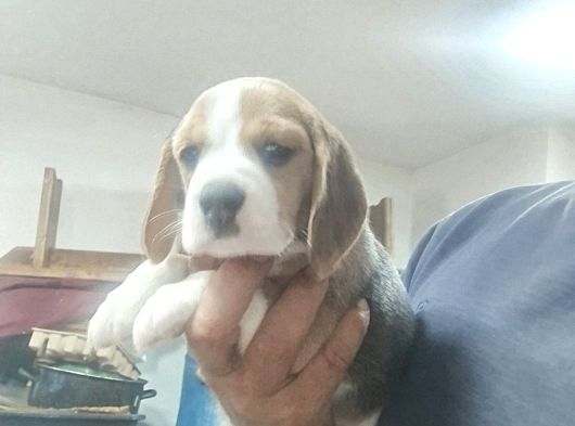 Beagle – Güzel Yavrular