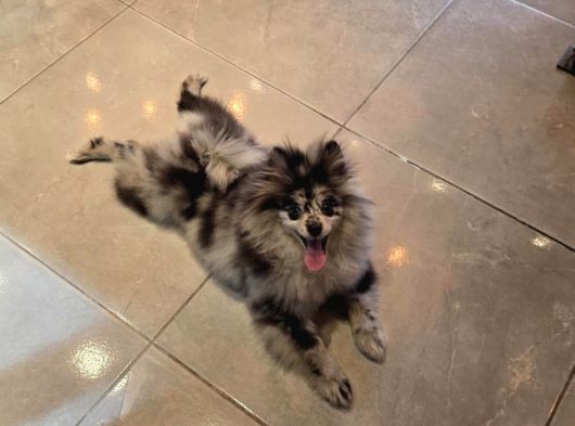 Pomerian Blue Merle TR TEK