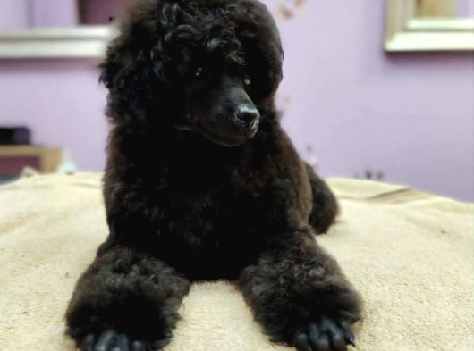 Toy Poodle Yavruları Satılık