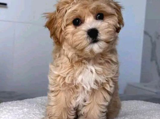 KAHVE TONLU MALTİPOO CİNSİ YAVRULAR 