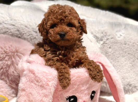TOY POODLE SEVİMLİ YAVRULAR EV ÜRETİMİ 