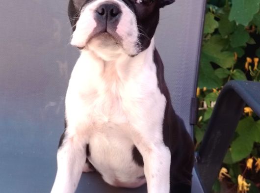 Boston Terrier – Yavrular