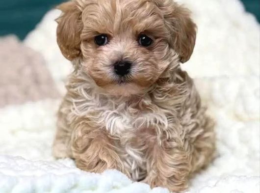 MALTİPOO CİNSİ YAVRULAR EV ÜRETİMİ 