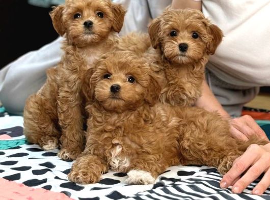 TOY POODLE SEVİMLİ YAVRULAR EV ÜRETİMİ 