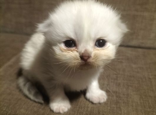 Scottish fold