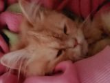 British longhair