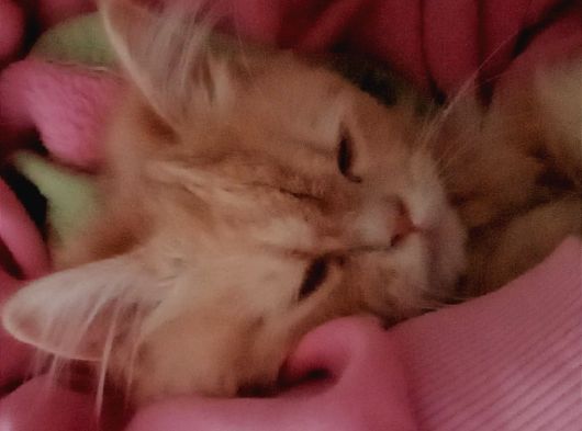 British longhair