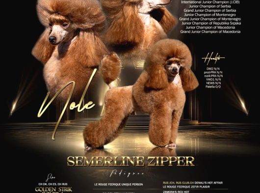 Toy Poodle – satılık yavrular
