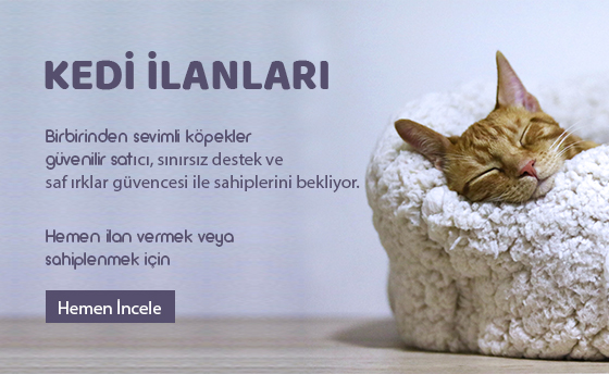 Köpek İlanları