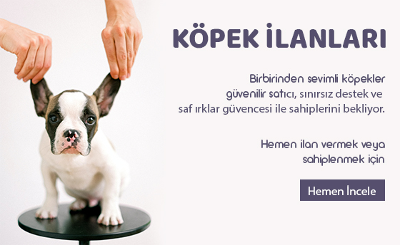 Köpek İlanları